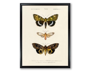 Vintage Butterfly Illustration Print: Restored Scientific Wall Art