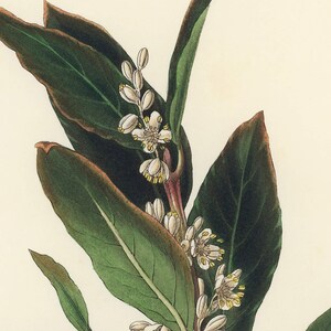 Bay Laurel Botanical Print - Vintage Herb Illustration for Kitchen image 3
