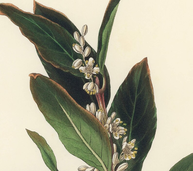 Bay Laurel Botanical Print - Vintage Herb Illustration for Kitchen image 3