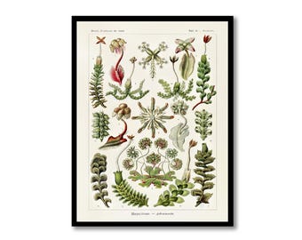 Liverwort Illustration Print: Vintage Botanical Art for Wall Decor