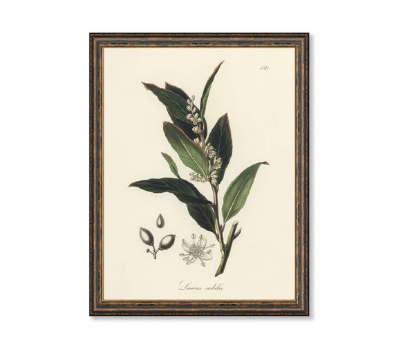 Bay Laurel Botanical Print - Vintage Herb Illustration for Kitchen