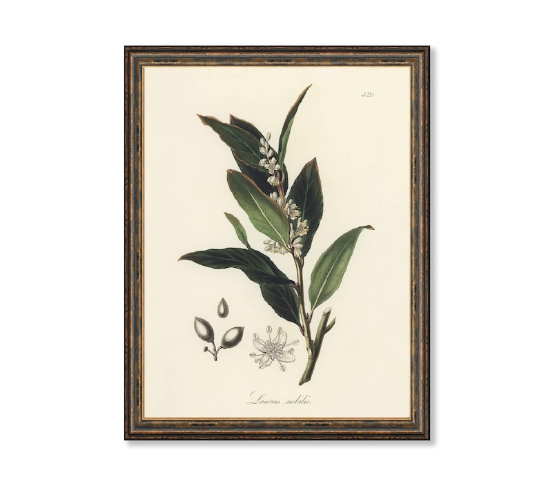Bay Laurel Botanical Print - Vintage Herb Illustration for Kitchen image 1