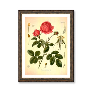 Cabbage Rose Vintage Medical Botanicals Rosa Centifolia Antique Plant and Herb Drawings Kitchen Art Decor BUY 3 Get 4th PRINT FREE image 1