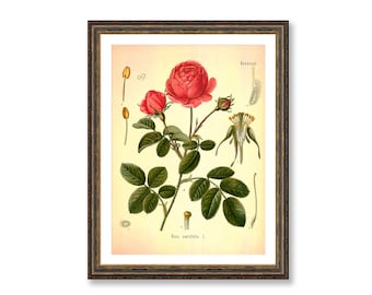 Cabbage Rose Vintage Medical Botanicals Rosa Centifolia Antique Plant and Herb Drawings  Kitchen Art Decor BUY 3 Get 4th PRINT FREE