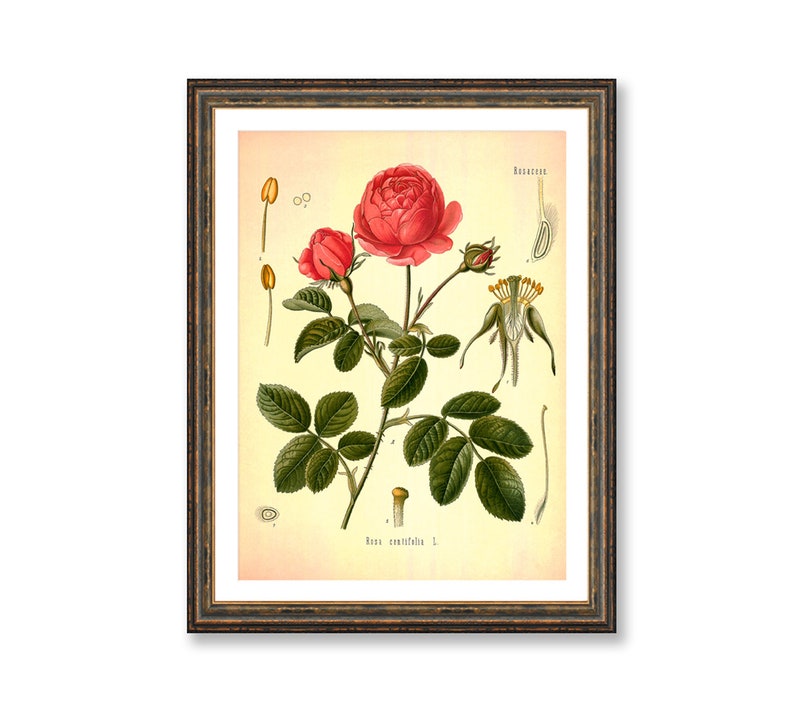 Cabbage Rose Vintage Medical Botanicals Rosa Centifolia Antique Plant and Herb Drawings Kitchen Art Decor BUY 3 Get 4th PRINT FREE image 1