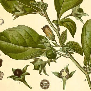Deadly Nightshade Print: Vintage Botanical Art of Atropa Belladonna afbeelding 4