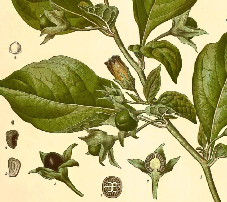Deadly Nightshade Print: Vintage Botanical Art of Atropa Belladonna afbeelding 4