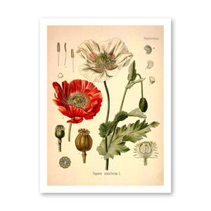 Opium Poppy Botanical Print - Antique Medical Illustration Bild 3