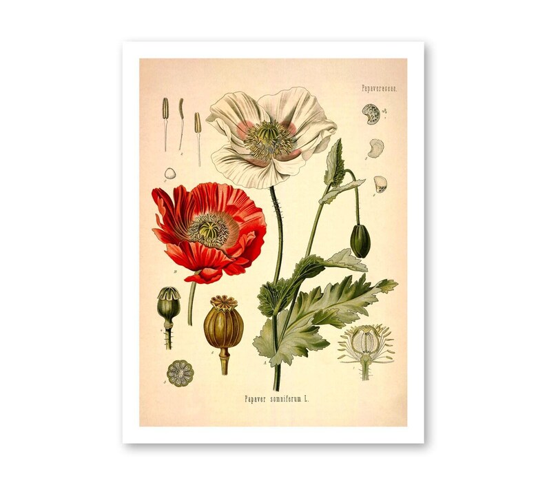 Opium Poppy Botanical Print - Antique Medical Illustration Bild 3