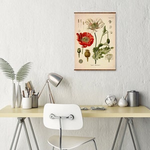 May include: A vintage botanical illustration of a red and white poppy flower with green leaves and seed pods. The illustration is on a cream-colored background with the text "Papaver somniferum L."