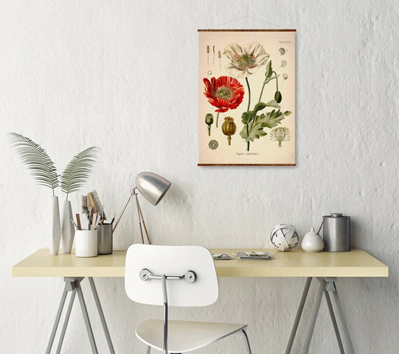 May include: A vintage botanical illustration of a red and white poppy flower with green leaves and seed pods. The illustration is on a cream-colored background with the text "Papaver somniferum L."