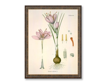 Saffron Crocus Sativus Vintage Medical Botanicals Antique Plant and Herb Drawings Kitchen Art Decorative Print BUY 3 Get 4th PRINT FREE