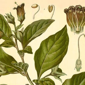 Deadly Nightshade Print: Vintage Botanical Art of Atropa Belladonna afbeelding 2