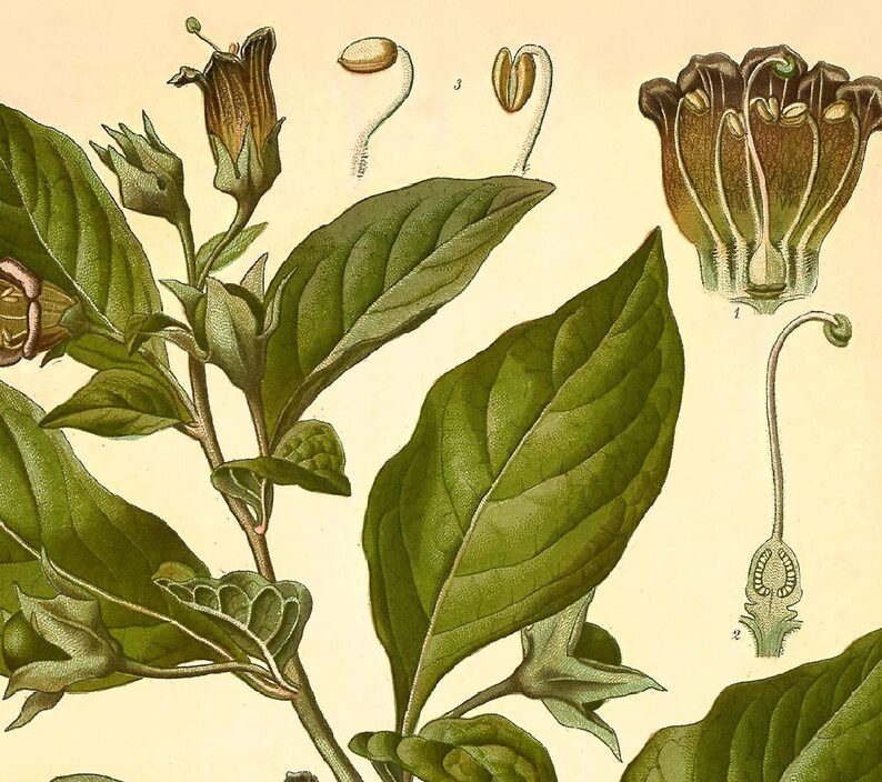 Deadly Nightshade Print: Vintage Botanical Art of Atropa Belladonna afbeelding 2