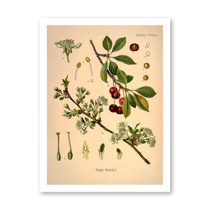 Sour Cherry Prunus Cerasus Vintage Medical Botanicals Antique Plant and Herb Drawings Kitchen Art Decorative Print BUY 3 Get 4th PRINT FREE image 3