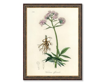 Valerian Officinalis Illustration Botanicals Antique Plant and Herb Drawings Kitchen Art Decorative Print BUY 3 Get 4th PRINT FREE