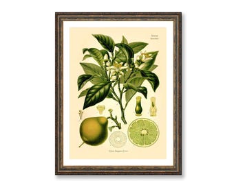 Bergamia Risso Lime Botanical Print, Vintage Citrus Plant Drawing