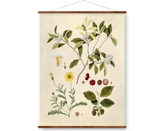 Calendula Botanical Illustration Art Ready to Hang Antique Wall Decor Roll Down Canvas Scroll