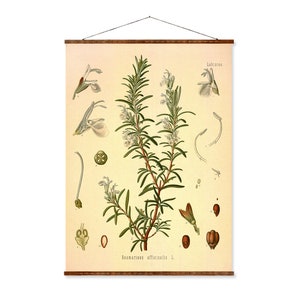 Rosemary (Rosmarinus Officinalis) Vintage Medical Botanicals Antique Plant and Herb Drawings Ready to Hang Kitchen Art Decor Canvas Scroll
