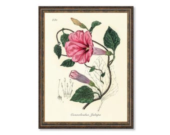 Vintage Jalap Botanical Print - Pink Flower Kitchen Decor