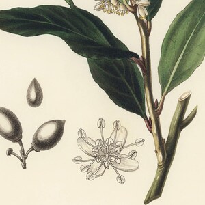 Bay Laurel Botanical Print - Vintage Herb Illustration for Kitchen image 4