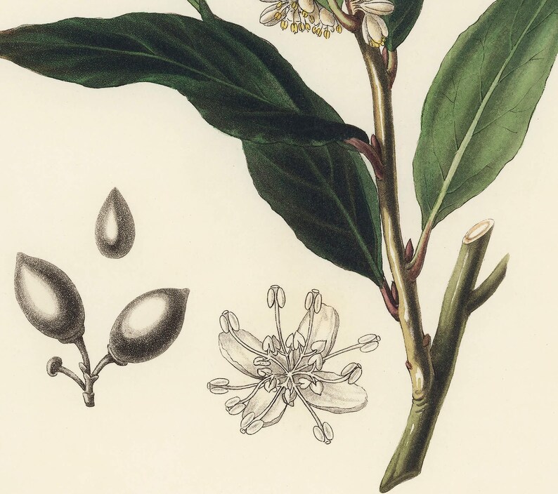 Bay Laurel Botanical Print - Vintage Herb Illustration for Kitchen image 4
