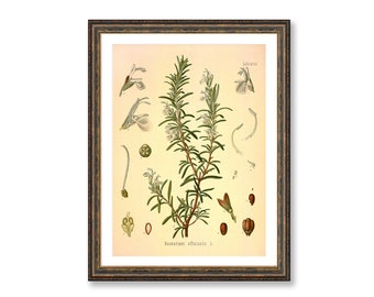 Rosemary Rosmarinus Officinalis Vintage Medical Botanicals Antique Plant and Herb Drawings Kitchen Art Decor Print BUY 3 Get 4th PRINT FREE