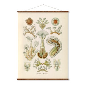 Bryozoa Vintage Poster on Canvas Ernst Haeckel Illustration Art Ready to Hang Antique Wall Decor Roll Down Canvas Scroll