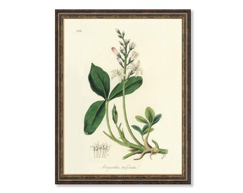Bogbean (Menyanthes Trifoliata) Floral Antique Plant and Herb Drawings  Kitchen Art Decorative Print BUY 3 Get 4th PRINT FREE