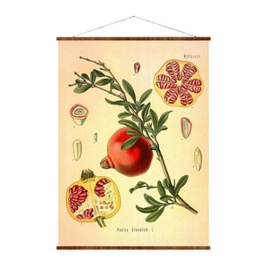 Pomegranate Vintage Illustration - Medical  Punica Granatum Botanicals - Antique Plant and Herb Drawings - Ready to Hang Kitchen Art