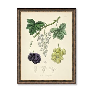 Common Grape Vine Vitis Vinifera Illustration Botanicals Antique Plant Drawings Kitchen Art Decorative Print BUY 3 Get 4th PRINT FREE image 1