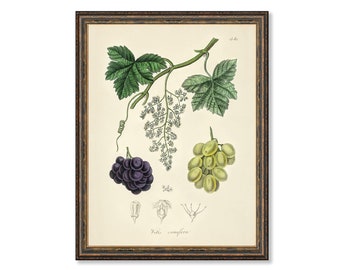 Common Grape Vine Vitis Vinifera Illustration Botanicals Antique Plant Drawings Kitchen Art Decorative Print BUY 3 Get 4th PRINT FREE