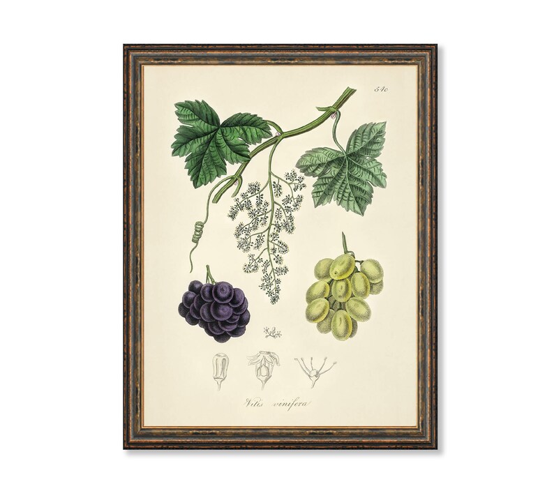 Common Grape Vine Vitis Vinifera Illustration Botanicals Antique Plant Drawings Kitchen Art Decorative Print BUY 3 Get 4th PRINT FREE image 1
