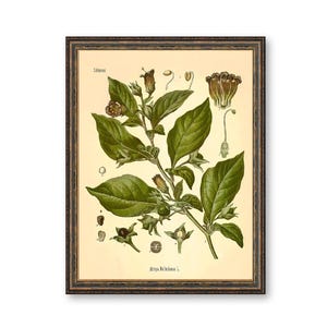 Deadly Nightshade Print: Vintage Botanical Art of Atropa Belladonna afbeelding 1