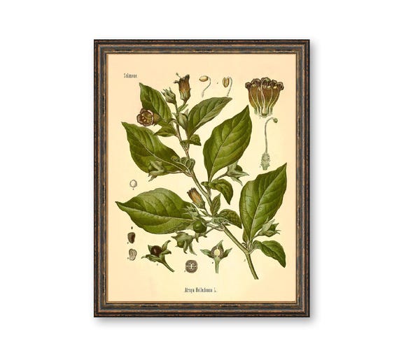 Deadly Nightshade Print: Vintage Botanical Art of Atropa Belladonna