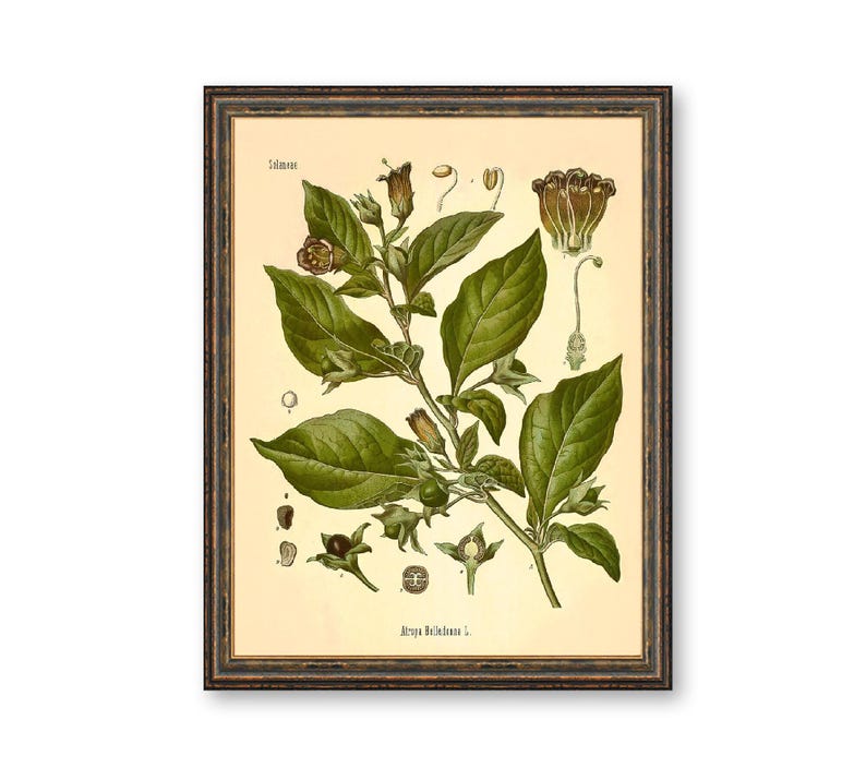Deadly Nightshade Print: Vintage Botanical Art of Atropa Belladonna afbeelding 1