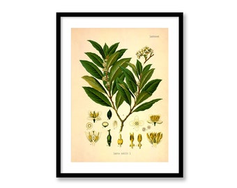 Bay Leaf Laurus Nobilis Vintage Medical Botanicals Antique Plant and Herb Drawings Kitchen Art Decorative Print BUY 3 Get 4th PRINT FREE