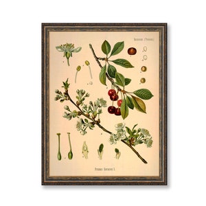 Sour Cherry Prunus Cerasus Vintage Medical Botanicals Antique Plant and Herb Drawings Kitchen Art Decorative Print BUY 3 Get 4th PRINT FREE image 1