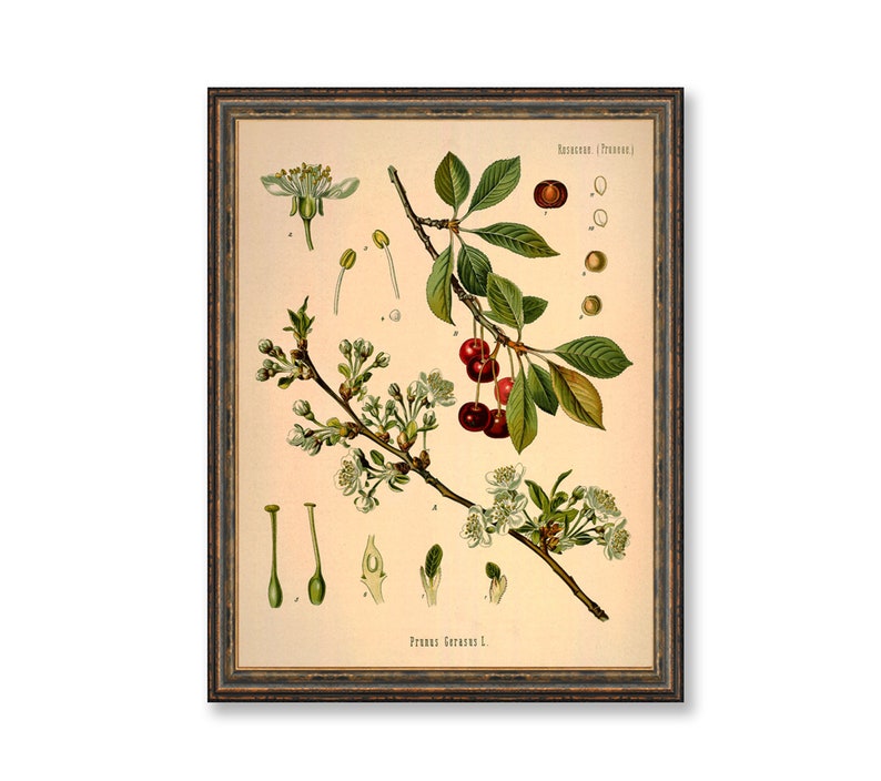 Sour Cherry Prunus Cerasus Vintage Medical Botanicals Antique Plant and Herb Drawings Kitchen Art Decorative Print BUY 3 Get 4th PRINT FREE image 1