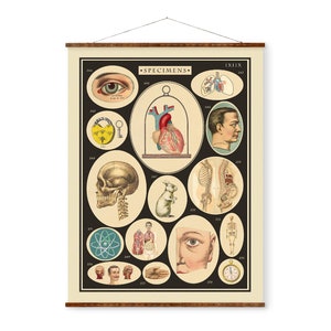 Exemplaren wetenschappelijke kaart illustratie kunst klaar om op te hangen antiek muurdecor opgerolde canvasrol