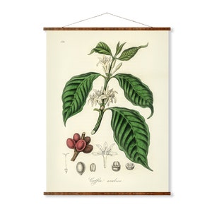 Coffea Arabica Illustration Vintage Botanicals Antique Ready to Hang Kitchen Decorative Canvas Scroll