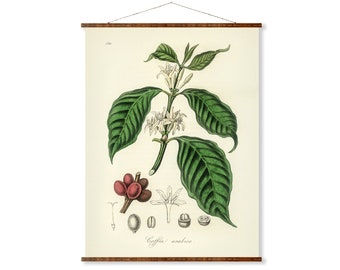 Coffea Arabica Illustration Vintage Botanicals Antique Ready to Hang Kitchen Decorative Canvas Scroll