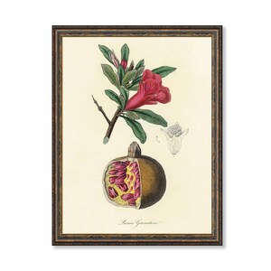 Pomegranate Wall Art: Antique Botanical Drawing - Floral Kitchen Decor