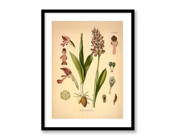 Orchid Orchis Militaris Military Orchid Vintage Medical Botanicals Antique Plant and Herb Drawings Kitchen Art BUY 3 Get 4th PRINT FREE