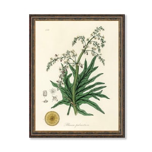 Vintage Botanical Print: Chinese Rhubarb Floral Art