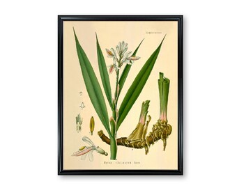 Languas Officinarum Vintage Medical Botanicals Antique Plant and Herb Drawings Kitchen Art Decorative Print BUY 3 Get 4th PRINT FREE