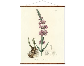 Purple Loosestrife (Lythrum Salicaria) Vintage Botanicals Antique Plant and Herb Drawings Ready to Hang Kitchen Decorative Canvas Scroll