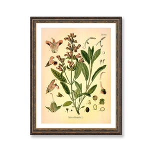 Sage Salvia Officinalis Vintage Medical Botanicals Antique Plant and Herb Drawings Kitchen Art Decorative Print