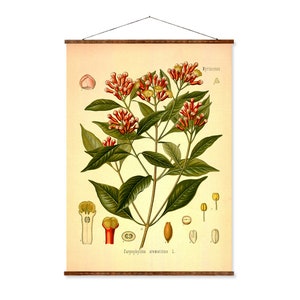 Clove (Syzygium Aromaticum) Vintage Medical Botanicals Antique Plant and Herb Drawings Ready to Hang Kitchen Art Decorative Canvas Scroll