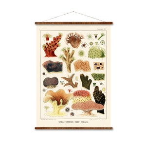 The Great Barrier Reef Corals Plate 1 Illustration Sea Life on Canvas Art Ready to Hang Antique Wall Decor
